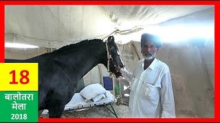 हाजी रशीद बाड़मेर के लाये है सुंदर मालाणी घोडा  Balotra mela  Horse Video घोड़ा विडियो [upl. by Skillern]