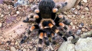 MEXICAN RED KNEE TARANTULA CARE [upl. by Peedsaj]