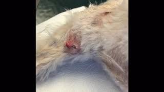 Follicular Cyst removal in a dog using electrocautery [upl. by Dryden]