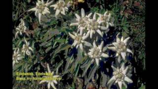 فرهاد  گل یخ Edelweiss  Farhad Gole Yakh [upl. by Ramunni]