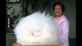 Giant Angora Rabbits [upl. by Molohs]