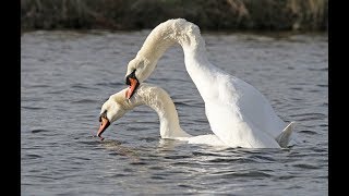 Fait moi un Cygne   accouplement [upl. by Meuse]