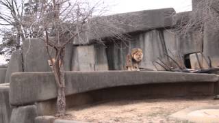 Lion and Lioness Roaring  Louisville Zoo [upl. by Marguerita340]