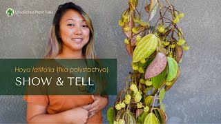 Hoya latifolia Care and Propagation  Show and Tell [upl. by Alywt796]