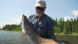 GIANT PIKE  Onaman Resort Lake Nipigon [upl. by Eirallih]