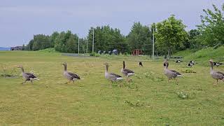 Wild geese in Nansen park Fornebu Norway [upl. by Andreas828]