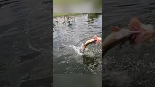 PB Peacock Bass From The Kayak peacockbass [upl. by Keefe]