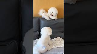 Cute puppy fighting 😻😄 dog cute minipets cuteanimal cutemini pets minidoge cutepet [upl. by Seel]