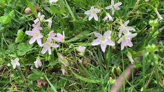 Plant Profile Spring Beauty Claytonia virginica [upl. by Acinej]