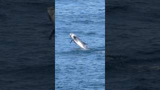 Breaching Rissos Dolphin  Anglesey Wales dolphins anglesey wales [upl. by Yajeet]