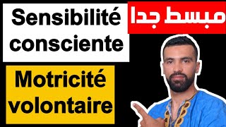 SVT 3AC 🔥 le système nerveux 🔺 la sensibilité consciente et la motricité volontaire [upl. by Efeek859]