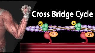 Muscle Contraction  Cross Bridge Cycle Animation [upl. by Macario]