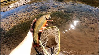 HUGE COLORED UP BROOK TROUT fall fly fishing in Colorado [upl. by Dleifrag]