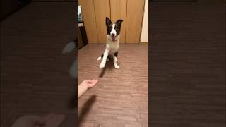 Loki comeback with a dance challenge dogdance doglife bordercollie dancechallenge dancingdog [upl. by Hailahk]