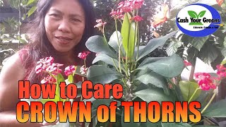 CROWN of THORNS  How to care for Euphorbia milii [upl. by Aimal992]