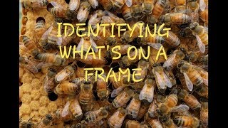 Honeycomb Identification How To Read Frames For New Beekeepers [upl. by Menides229]