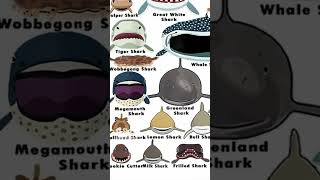 Types Of Shark Faces  Nurse Shark  Part 2 shorts sharks wildlife [upl. by Addison]