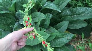 Goji Berries in the Permaculture Garden [upl. by Brigit]