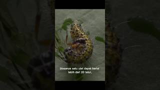 tawon parasitoid  cotesia glomerata shorts [upl. by Nylac]