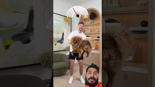 🐕🐕 dog world me biggest dog 🐶 dog challenge doglover shortvideo [upl. by Binette]