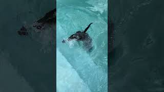 Clotis y su buceo… fypシ゚viral foryou cute youtube youtubeshorts instagram dog [upl. by Leynad]