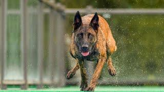 The Power of Belgian Malinois  An Amazing Athlete [upl. by Ojok]