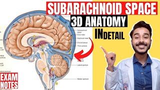 subarachnoid space anatomy 3d  subarachnoid cistern anatomy 3d [upl. by Valeta]