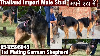 Thailand Import German shepherd Stud [upl. by Timms335]