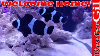 A Story About My ClownFish Enjoy [upl. by Robbert]