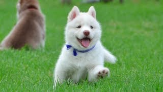 Cutest White Husky Puppy Must Watch [upl. by Nitin13]