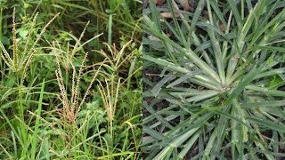 Paragis Or Goose Grass Miracle Health Benefits You Probably Didn’t Know [upl. by Zacharias]