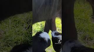 Cabritillos en Acción Amor y Naturaleza en la Granja 🐐🍼🌿 [upl. by Nahaj113]