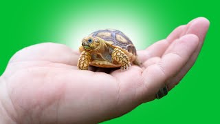 Top 5 Worst PET TORTOISE Species [upl. by Goff]