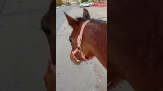 Riding Belle in just a halter around town💜💜 equestrain horses cute halters riding subscribe [upl. by Kaycee980]