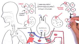 Oxygen  Haemoglobin Dissociation Curve  Physiology [upl. by Beniamino]