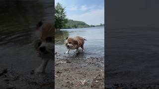 From the groomers to the lake funnydog shorts [upl. by Howe134]