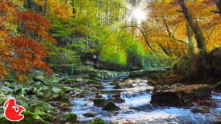 Native American Flute Music and Nature Sounds  Deep Sleep Anxiety Relief Meditation Relaxation [upl. by Ayikat]