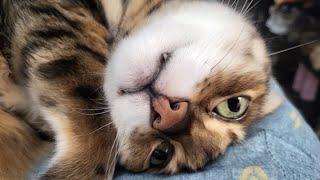 Chatty Bengal Cat Tells Owner About Her Day Before Going To Sleep [upl. by Danila]