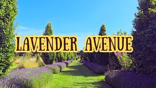 Lavender Avenue [upl. by Arette]