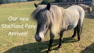 Our New Shetland Pony Arrives TV Episode 503 [upl. by Haidebez]