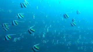 Schooling Bannerfish Heniochus diphreutes [upl. by Scotti]