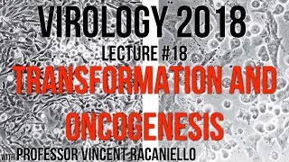 Virology Lectures 2018 18 Transformation and Oncogenesis [upl. by Dell]