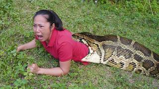 A Day in The Life of a Farmer  Harvesting Strawberry Snails Cassava amp Papaya  Lý Tiểu Anh [upl. by Aiuqal840]