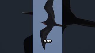 How Do Birds Sleep While Flying [upl. by Notwen]