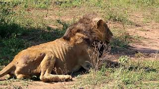 Male Lions Fight to Death And Take Territory Documentary on Male Lions Kruger National Parklion [upl. by Rases]