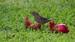 728 White Crowned Sparrow [upl. by Doehne]