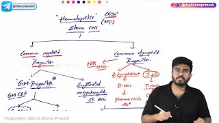 Hematopoiesis Physiology 🩸 [upl. by Ellehcor]