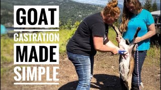 SIMPLE and PAINLESS goat castration [upl. by Gnol]