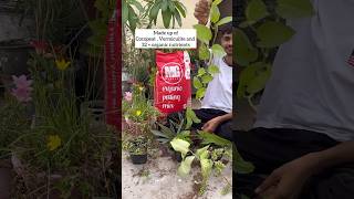 Soil less Potting mix grow plants flowers shorts youtube [upl. by Lrac]