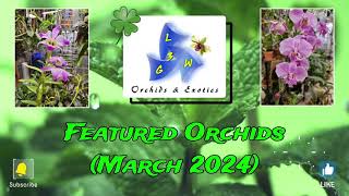 Featured Orchids March 2024 [upl. by Arramat]